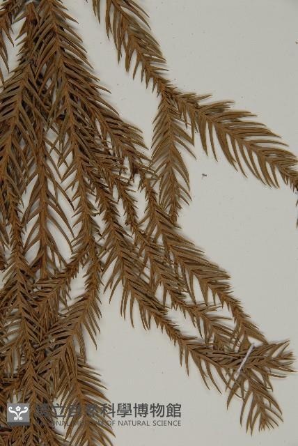 柳杉藏品圖，第4張