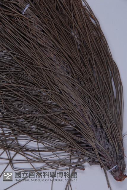 雲南松藏品圖，第4張