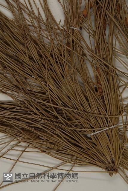 黑松藏品圖，第4張