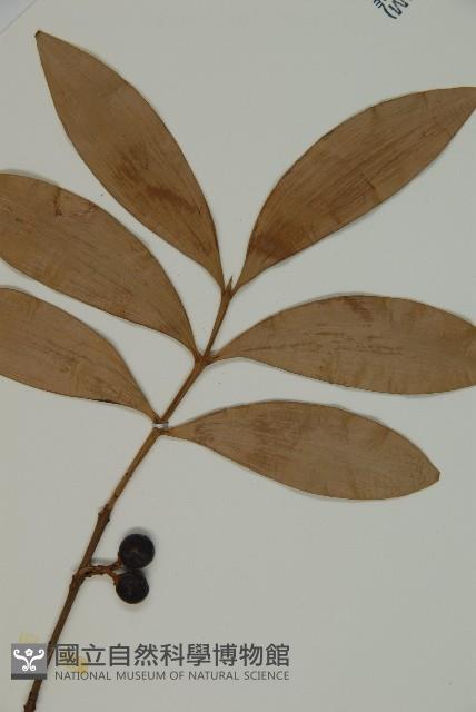 竹柏、南攻竹柏藏品圖，第4張