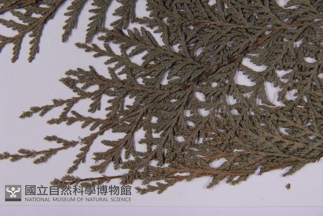 紅檜藏品圖，第4張