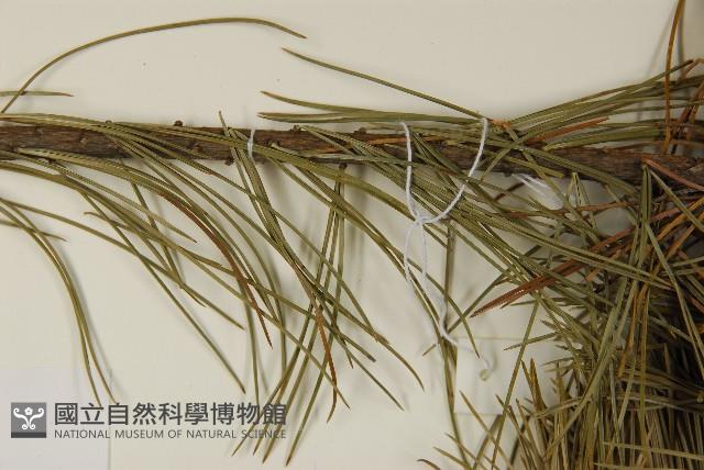 臺灣五葉松藏品圖，第5張