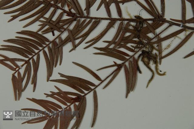 臺灣紅豆杉、紫杉、南方紅豆杉藏品圖，第5張