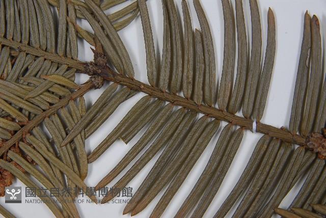 日本粗榧藏品圖，第5張