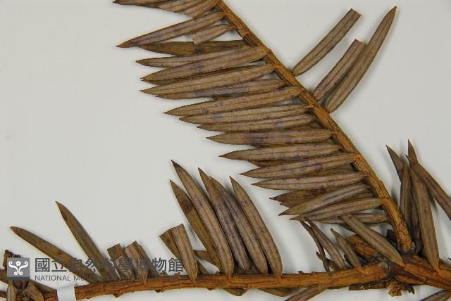 中國粗榧藏品圖，第5張