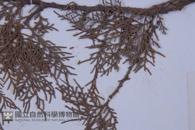 側柏藏品圖，第5張