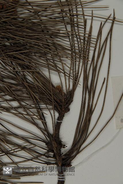 黑松藏品圖，第5張