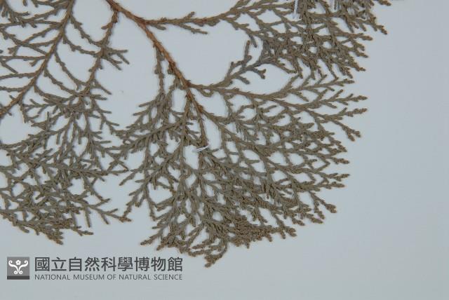 側柏藏品圖，第5張