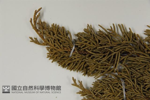 清水圓柏藏品圖，第5張