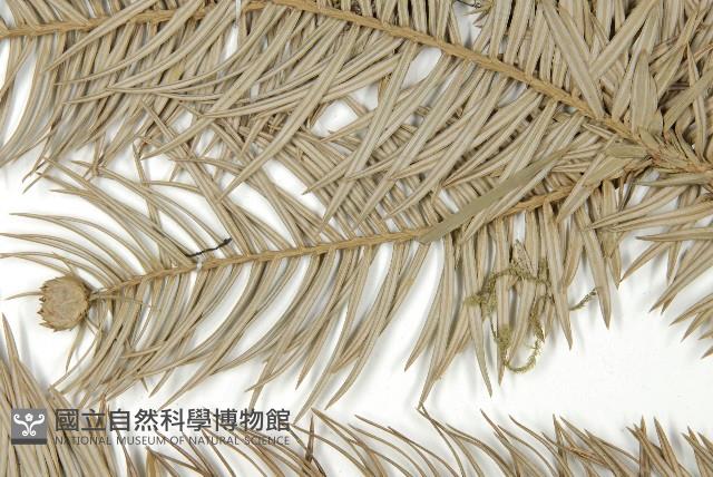 杉木藏品圖，第5張