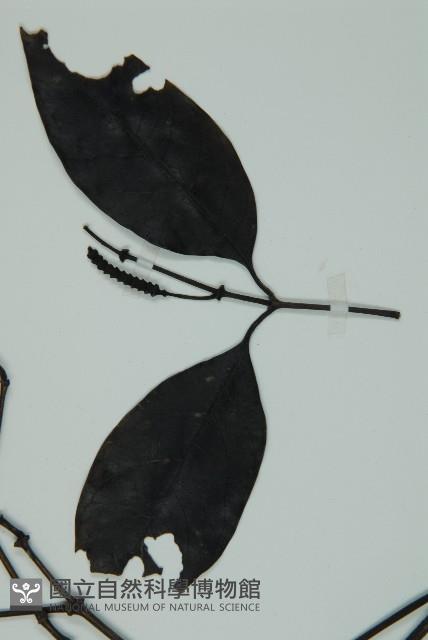 買麻藤藏品圖，第5張