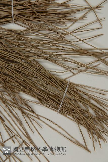 黑松藏品圖，第5張