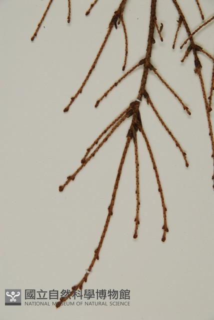 臺灣鐵杉藏品圖，第5張