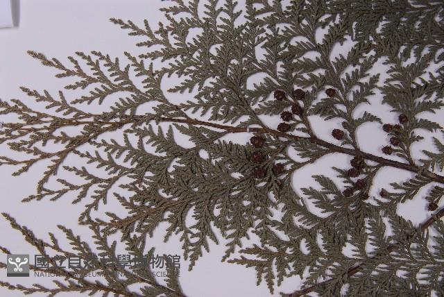 紅檜藏品圖，第5張