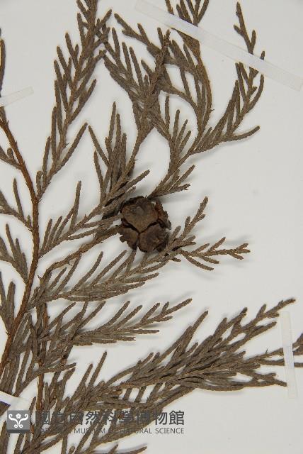 柏木、柏樹藏品圖，第5張