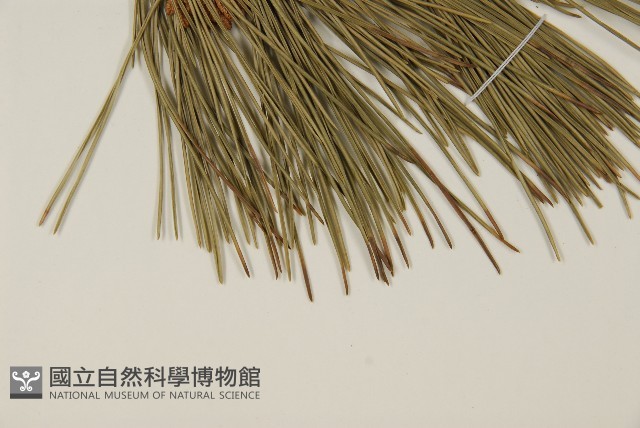 油松藏品圖，第5張