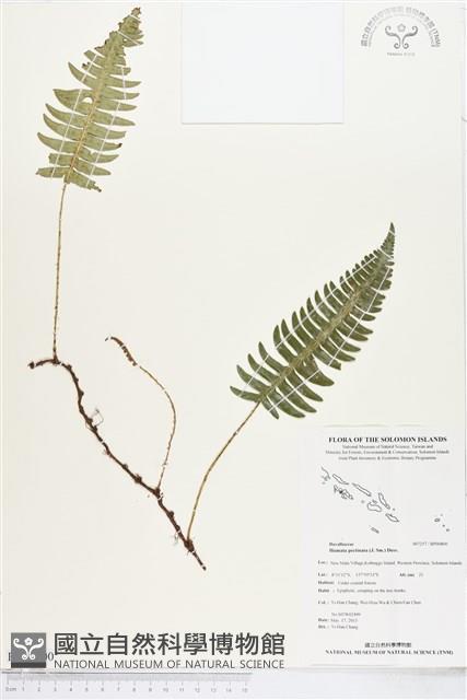 馬來陰石蕨藏品圖，第1張