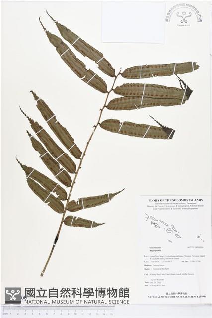 Accession Number:BP00900 Collection Image