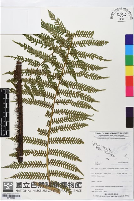 登錄號:BP02829藏品圖，第1張