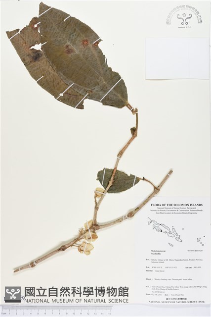 登錄號:BS03829藏品圖，第1張
