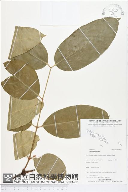 買麻樹藏品圖，第1張