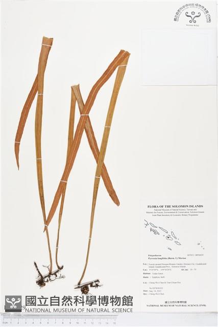 南洋石葦藏品圖，第1張