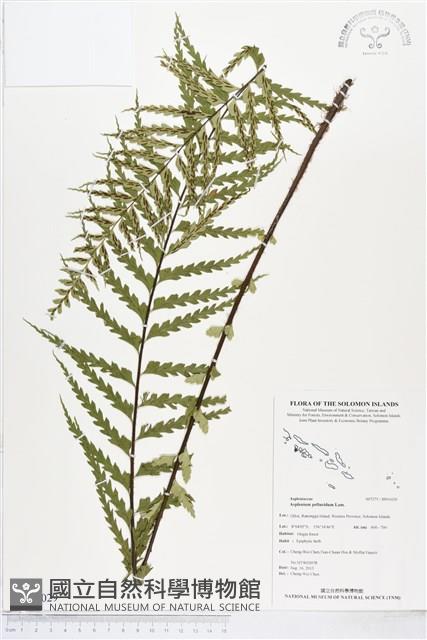 登錄號:BP01029藏品圖，第1張