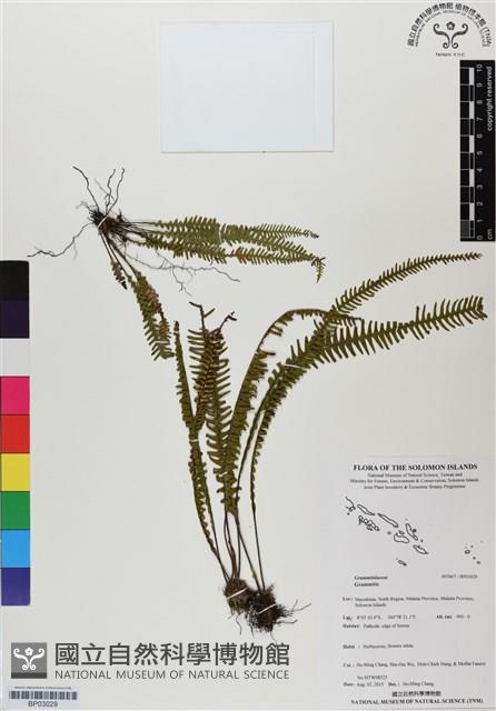 登錄號:BP03029藏品圖，第1張