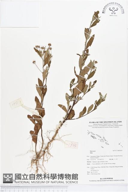 登錄號:BS02629藏品圖，第1張