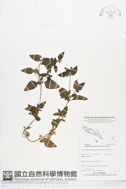 離藥金腰箭藏品圖，第1張