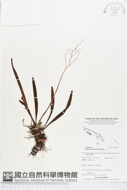 登錄號:BS03629藏品圖，第1張