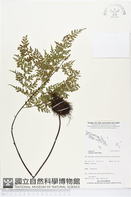 登錄號:BP02129藏品圖，第1張