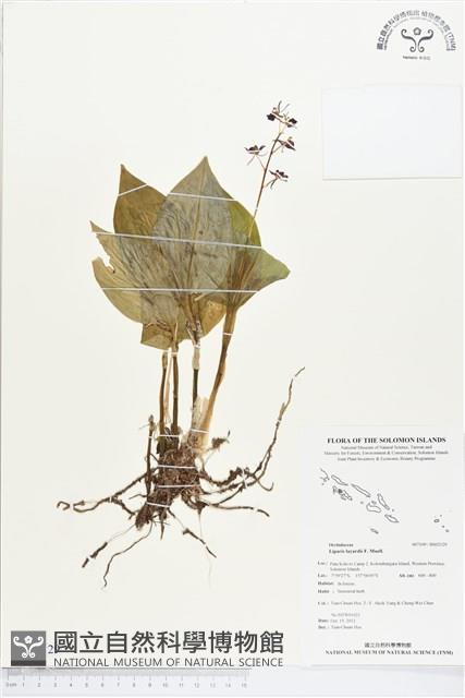 登錄號:BS02129藏品圖，第1張