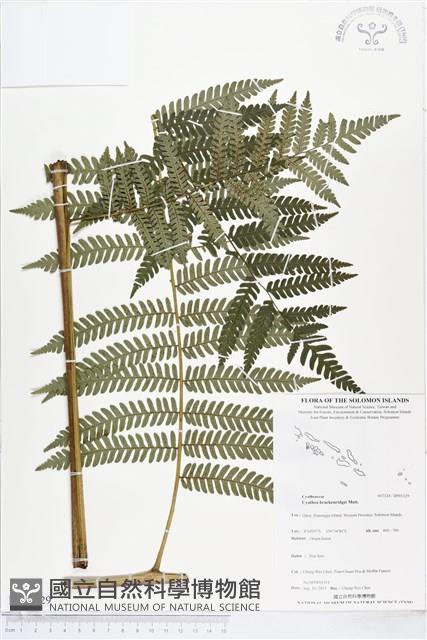 登錄號:BP01129藏品圖，第1張