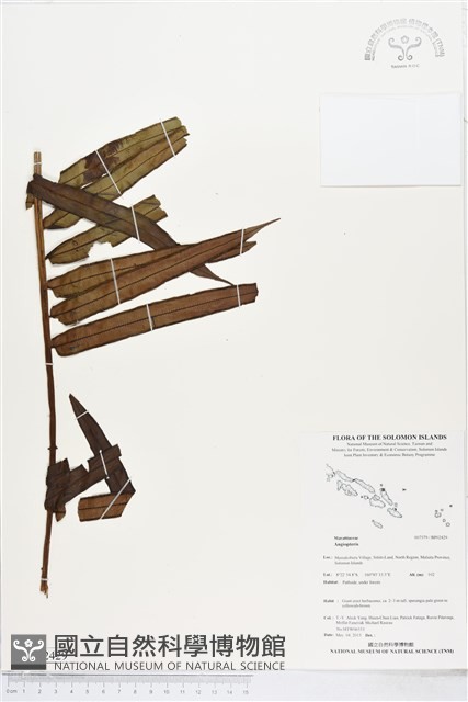 登錄號:BP02429藏品圖，第1張