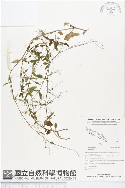 登錄號:BS02429藏品圖，第1張