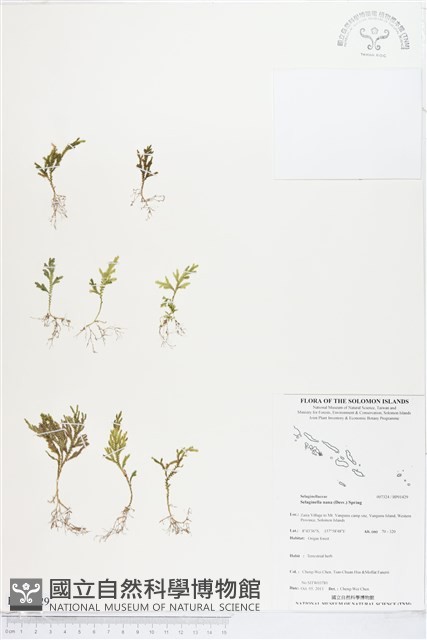 登錄號:BP01429藏品圖，第1張