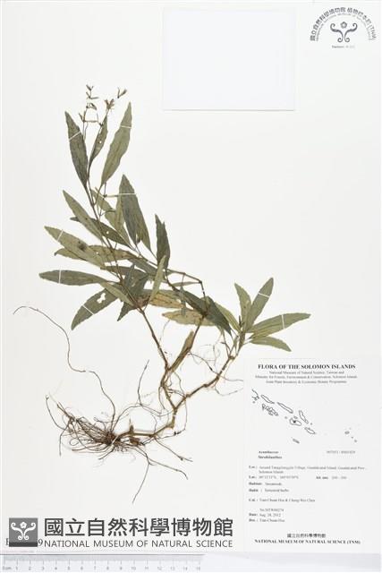 登錄號:BS01429藏品圖，第1張