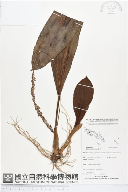 登錄號:BS04429藏品圖，第1張