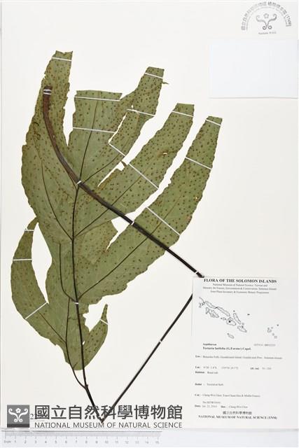 登錄號:BP02229藏品圖，第1張