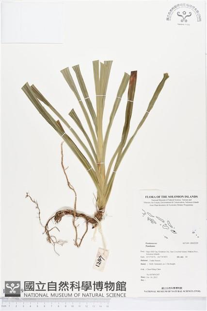 登錄號:BS02229藏品圖，第1張