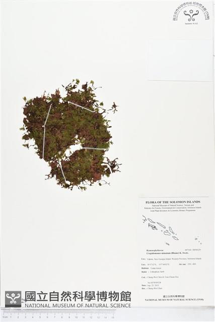 團扇蕨藏品圖，第1張