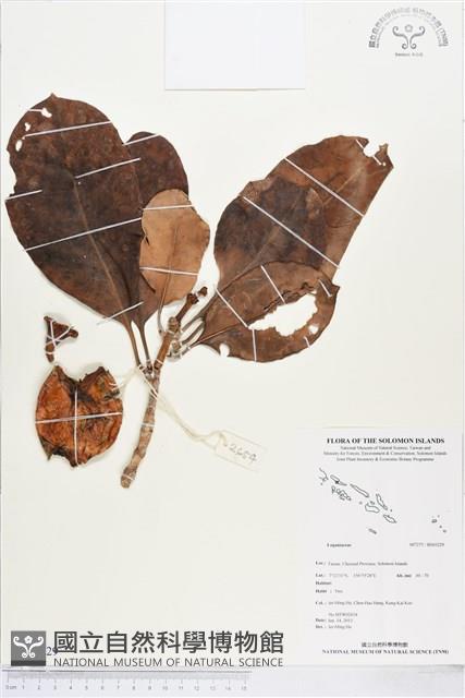 登錄號:BS03229藏品圖，第1張