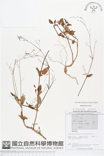 直立黃細心藏品圖，第1張
