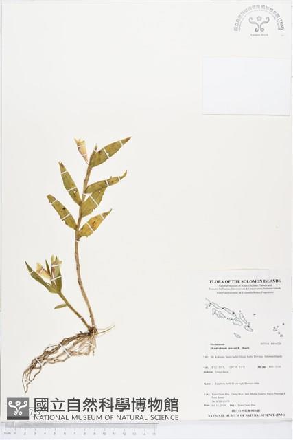 登錄號:BS04729藏品圖，第1張