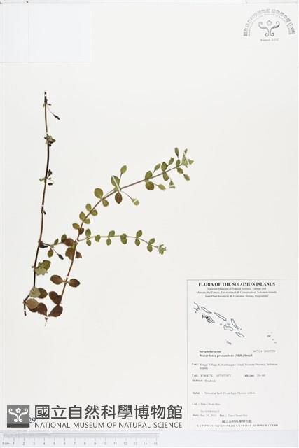 黃花過長沙舅藏品圖，第1張