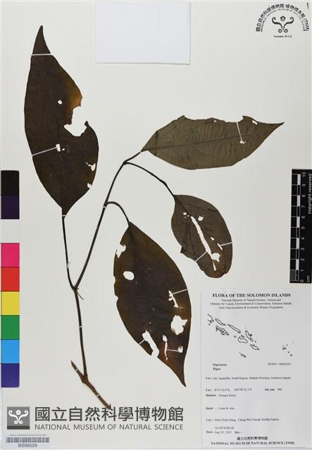 登錄號:BS06529藏品圖，第1張