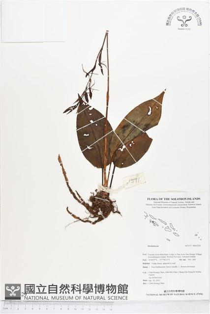 登錄號:BS02529藏品圖，第1張