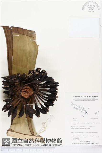 登錄號:BS05529藏品圖，第1張