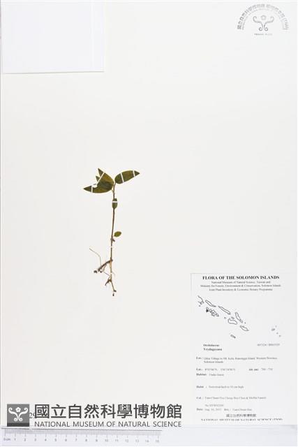 登錄號:BS03529藏品圖，第1張